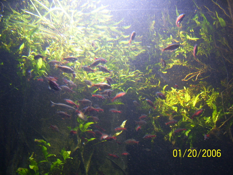 aquarium_006.jpg