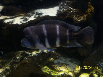 aquarium 008