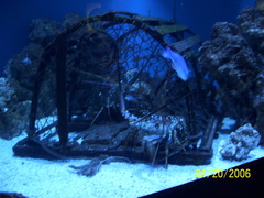 aquarium 009