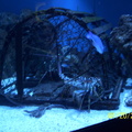 aquarium 009