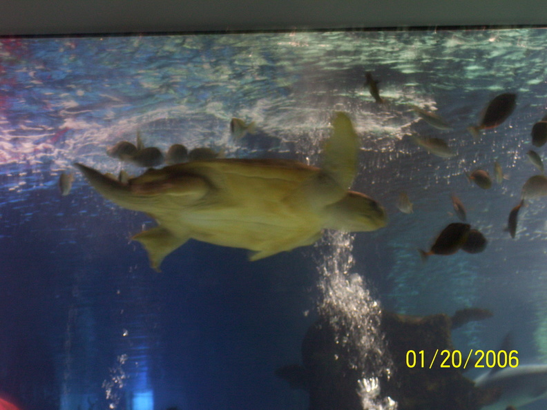 aquarium 020