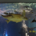 aquarium 020