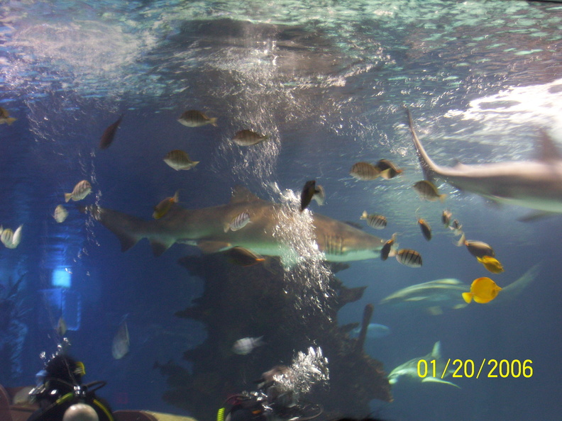 aquarium_023.jpg