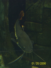 aquarium 066
