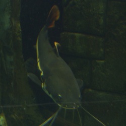 newportaquarium