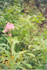 192canada02 001