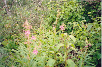 194canada02 001