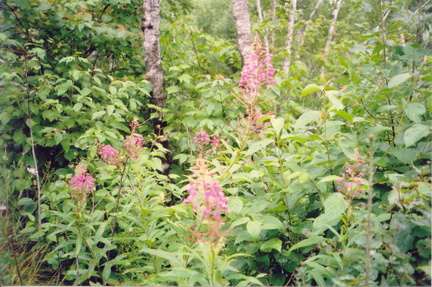 195canada02 001
